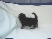 Panda - great for apartments - MaltiPoo female, a female Maltipoo for sale in Interlochen, MI – 7 of 7