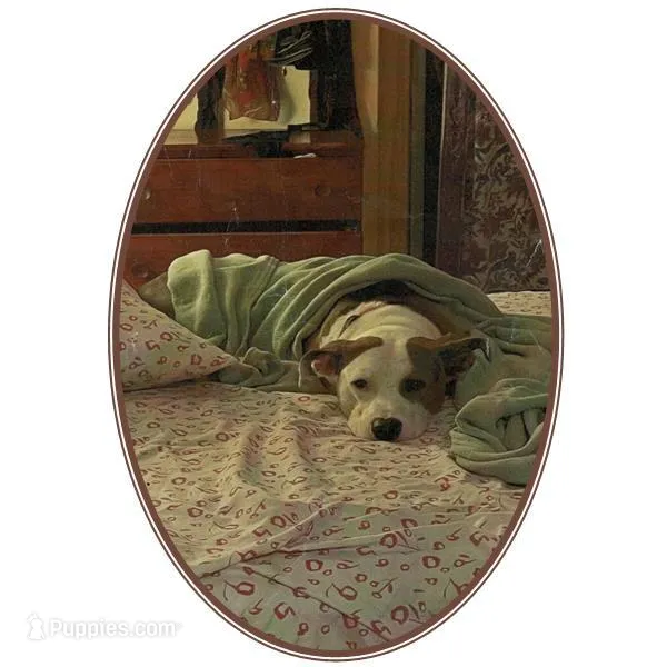 Silver is obedient, loyal, playful, loves people, a male American Pit Bull Terrier for sale in Interlochen, MI – Photo 1 of 1