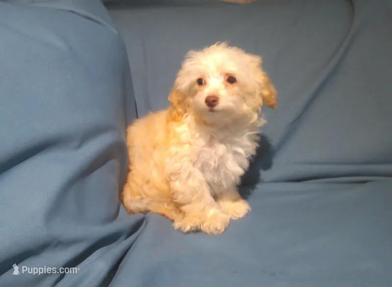 Scooter,  MaltiPoo male, non-shedding, in home raised – Maltipoo, Poodle - Toy  puppy for sale in Interlochen, MI