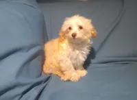 Scooter,  MaltiPoo male, non-shedding, in home raised, a male Maltipoo and Poodle - Toy  for sale in Interlochen, MI – 1 of 5