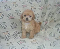 Hettie, Toy Poodle female, in-home raised, non-shedding, a male Poodle - Toy  for sale in Interlochen, MI – 2 of 4