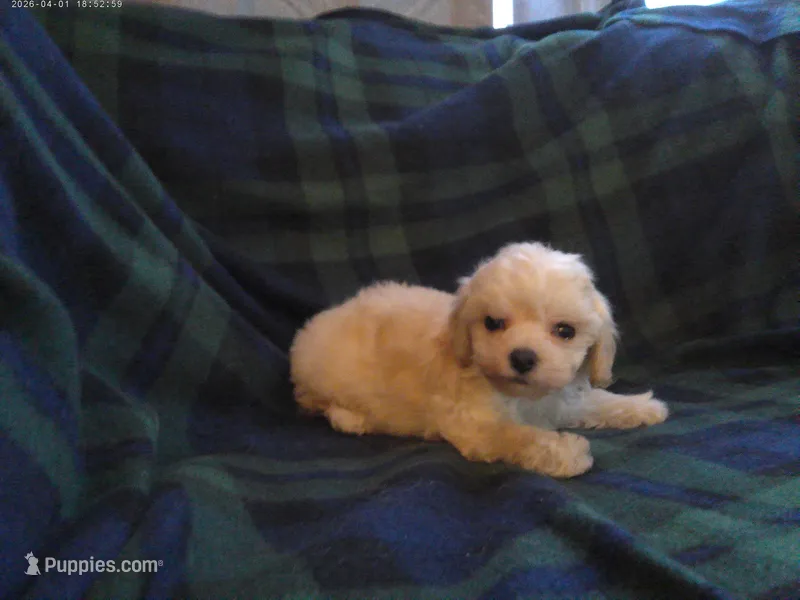 Spike, in home raised, non-shedding – Maltipoo, Poodle - Toy  puppy for sale in Interlochen, MI