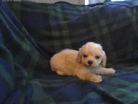 Spike, in home raised, non-shedding, a female Maltipoo and Poodle - Toy  for sale in Interlochen, MI – 1 of 1