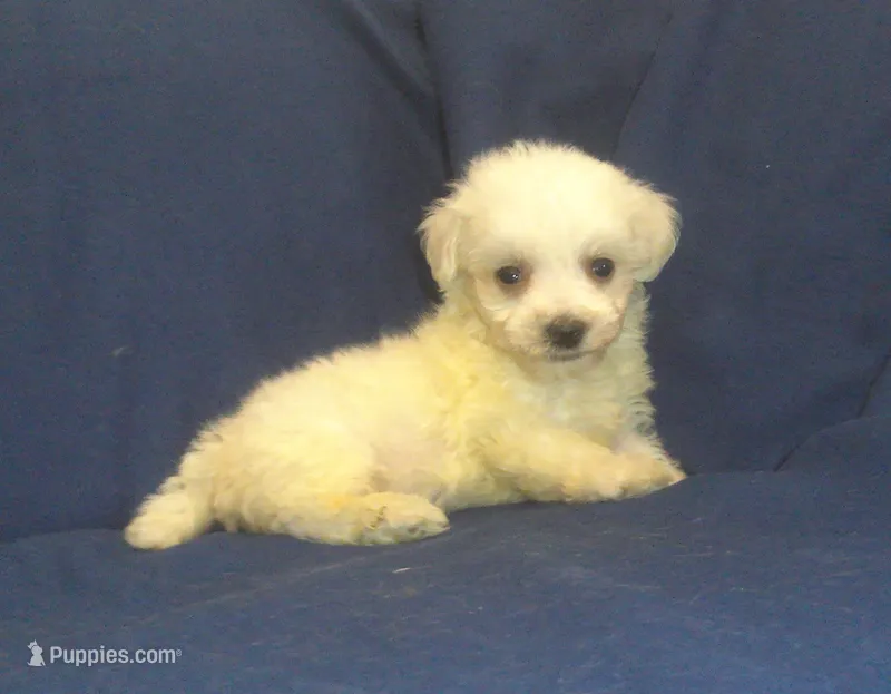 Paris - great for apartments - MaltiPoo male – Maltipoo, Maltese puppy for sale in Interlochen, MI