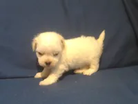 Jade - Tiny Teacup, a female Maltipoo for sale in Interlochen, MI – 6 of 7