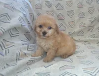 Henry, In-Home-Raised Toy Poodle male, non-shedding, a male Poodle - Toy  for sale in Interlochen, MI – 4 of 4