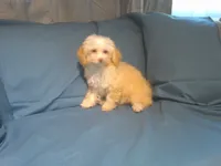 Scooter, MaltiPoo male, in home raised, non-shedding, a male Maltipoo and Poodle - Toy  for sale in Interlochen, MI – 3 of 3