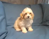 Spike, MaltiPoo male, non-shedding, in home raised, a male Maltipoo and Poodle - Toy  for sale in Interlochen, MI – 4 of 5