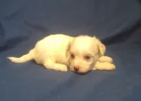 Topaz, a female Maltipoo for sale in Interlochen, MI – 2 of 6
