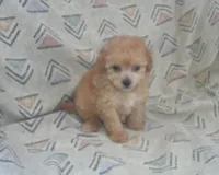 Hettie, Toy Poodle female, in-home raised, non-shedding, a male Poodle - Toy  for sale in Interlochen, MI – 1 of 4