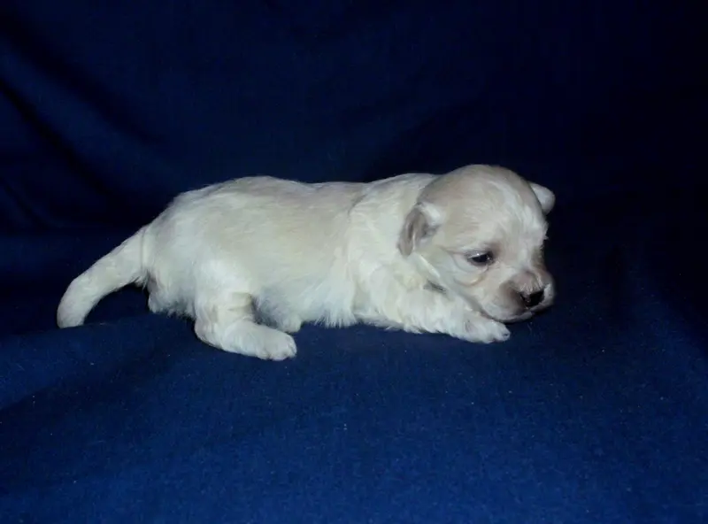 Rocky, in home raised,no shed