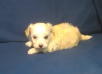 Peridot, a female Maltipoo for sale in Interlochen, MI – 1 of 5