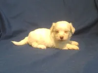 Topaz, a female Maltipoo for sale in Interlochen, MI – 3 of 6