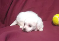 Jasper - Teacup, a male Maltipoo for sale in Interlochen, MI – 2 of 4