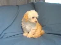 Scooter,  MaltiPoo male, non-shedding, in home raised, a male Maltipoo and Poodle - Toy  for sale in Interlochen, MI – 3 of 5