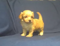 Ruby, a female Maltipoo for sale in Interlochen, MI – 1 of 5