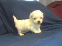 Jade - Tiny Teacup, a female Maltipoo for sale in Interlochen, MI – 1 of 7