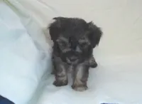 Panda - great for apartments - MaltiPoo female, a female Maltipoo for sale in Interlochen, MI – 3 of 3