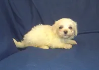 Peggy Sue - great for apartments - MaltiPoo female, a female Maltipoo and Maltese for sale in Interlochen, MI – 5 of 5