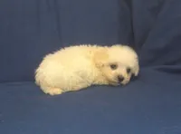 Paladine - great for apartments - MaltiPoo male, a male Maltipoo and Maltese for sale in Interlochen, MI – 3 of 4