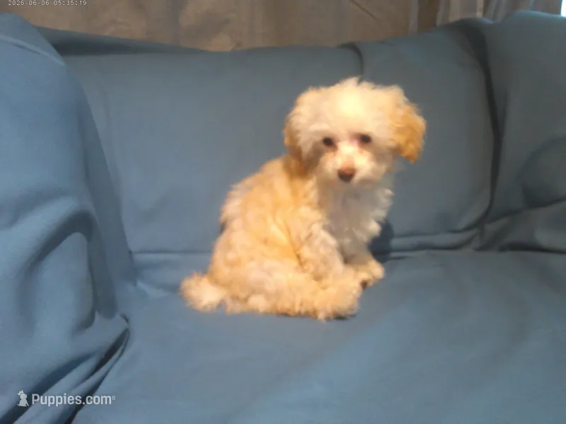 Summer, MaltiPoo female, in home raised, non-shedding – Maltipoo, Poodle - Toy  puppy for sale in Interlochen, MI