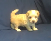 Amethyst, a female Maltipoo for sale in Interlochen, MI – 6 of 9