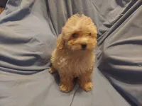 Artex - excellent emotional support dog - Sale $850, a male Maltipoo for sale in Interlochen, MI – 3 of 3