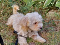 Ophelia, great for apartments, a female Maltipoo for sale in Interlochen, MI – 3 of 5