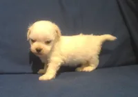 Jade - Tiny Teacup, a female Maltipoo for sale in Interlochen, MI – 7 of 7