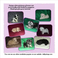 "Mini" MaltiPoo female, loves to play, a female Maltipoo for sale in Interlochen, MI – 10 of 10