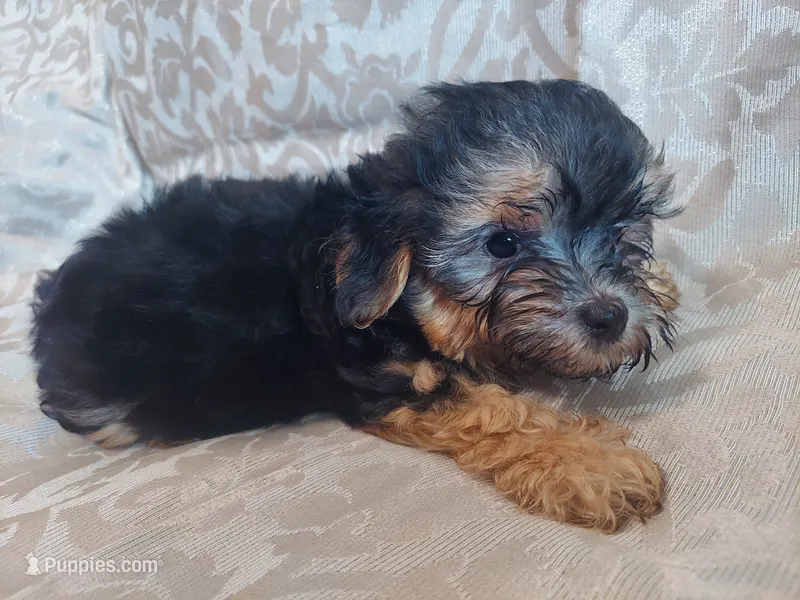Micky- in-home raised, non-shedding – Maltipoo puppy for sale in Interlochen, MI