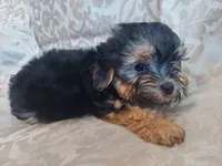 Micky- in-home raised, non-shedding, a male Maltipoo for sale in Interlochen, MI – 1 of 4