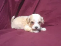 Emerald, a male Maltipoo for sale in Interlochen, MI – 4 of 5