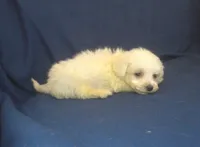 Paris - great for apartments - MaltiPoo male, a male Maltipoo and Maltese for sale in Interlochen, MI – 2 of 5