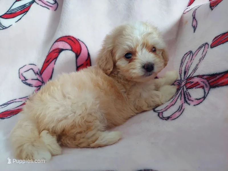 Hakea, no-shed, in home raised – Maltipoo puppy for sale in Interlochen, MI