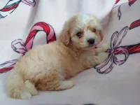 Hakea, no-shed, in home raised, a female Maltipoo for sale in Interlochen, MI – Photo 1 of 4