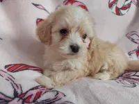 Hakea, no-shed, in home raised, a female Maltipoo for sale in Interlochen, MI – Photo 4 of 4