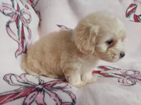 Hakea, no-shed, in home raised, a female Maltipoo for sale in Interlochen, MI – Photo 3 of 4