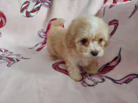 Hakea, no-shed, in home raised, a female Maltipoo for sale in Interlochen, MI – Photo 2 of 4