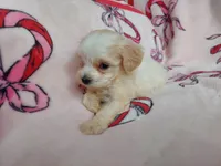 Ophelia, a female Maltipoo for sale in Interlochen, MI – Photo 3 of 5