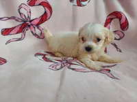 Ophelia, a female Maltipoo for sale in Interlochen, MI – Photo 1 of 5