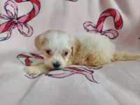 Ophelia, a female Maltipoo for sale in Interlochen, MI – Photo 5 of 5