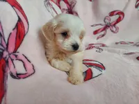 Ophelia, a female Maltipoo for sale in Interlochen, MI – Photo 2 of 5