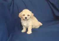 Zeus is in home raised & non-shedding, a male Maltese and Poodle - Toy  for sale in Interlochen, MI – 6 of 6