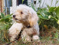 Ophelia, great for apartments, a female Maltipoo for sale in Interlochen, MI – 2 of 5