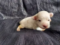 April, in-home raised, no shed, a female Maltipoo for sale in Interlochen, MI – Photo 1 of 3