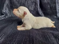 April, in-home raised, no shed, a female Maltipoo for sale in Interlochen, MI – Photo 3 of 3