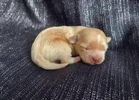 Huckleberry, in home raised, a male Maltipoo for sale in Interlochen, MI – Photo 1 of 4