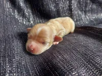 Huckleberry, in home raised, a male Maltipoo for sale in Interlochen, MI – Photo 3 of 4