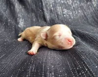 Huckleberry, in home raised, a male Maltipoo for sale in Interlochen, MI – Photo 4 of 4